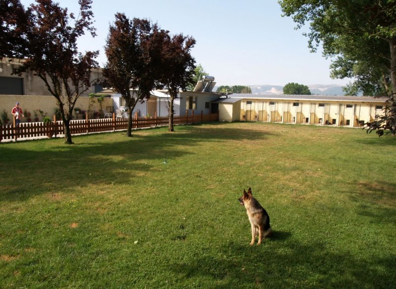 Gerodimos Dog Training Academy