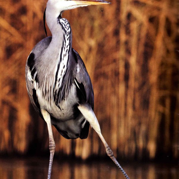 Bird watching on the lake