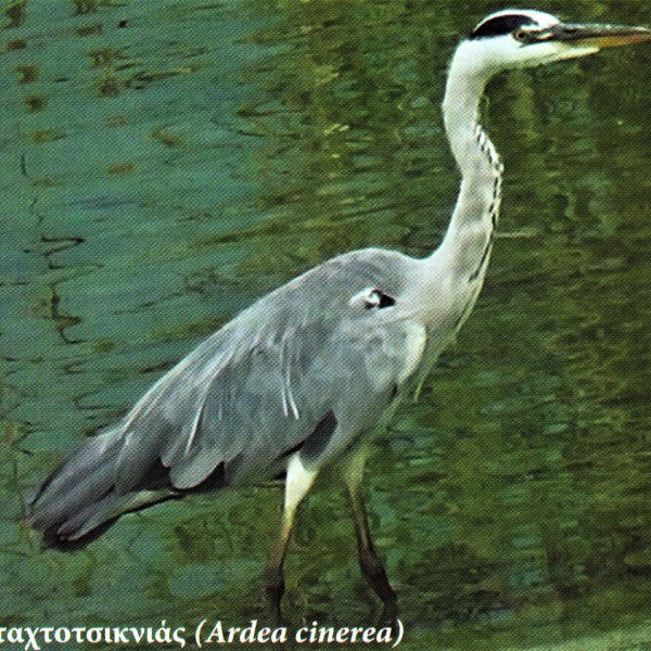 Bird watching on the lake