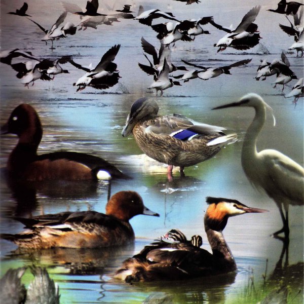 Παρατήρηση πουλιών στη λίμνη