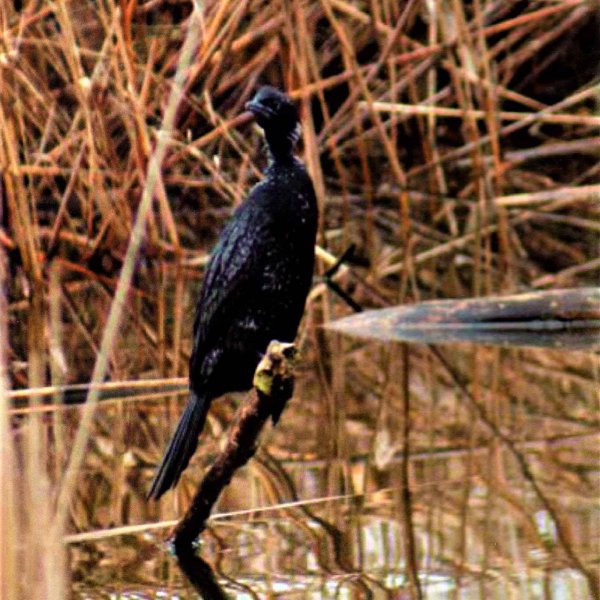 Bird watching on the lake