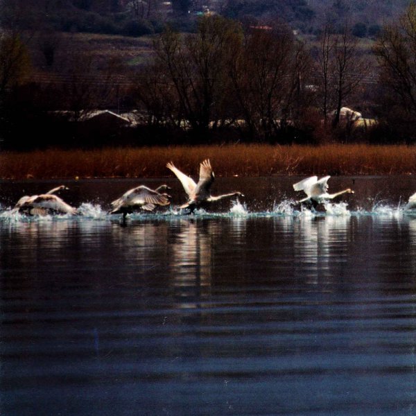 Bird watching on the lake